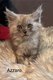 Chaton Maine Coon