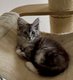 Chaton Maine Coon (polydactyle)