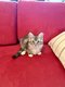 Chaton Maine Coon (polydactyle)
