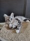 Chaton Maine Coon (polydactyle)
