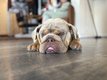 Bouledogues anglais exotique
