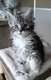Magnifiques Maine Coon polydactiles et non...