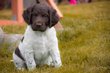 1 chiot mâle épagneul petit munsterlander avec...