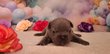 Adorables chiots Bouledogue Français - Disponible