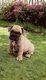 Adorables chiots Bouledogue Français Disponible