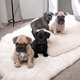 Adorables chiots Bouledogue Français