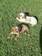 Cavalier King Charles
