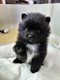 Petite femelle Spitz