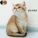Magnifiques chatons British Shorthair chinchilla...