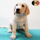 Adorable portée de chiots Labrador à vendre