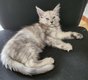 2 Chatons Maine Coon - Elevage familial