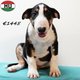Magnifiques chiots Bull Terrier à vendre