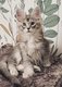Chaton maine coon pure race