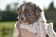 Somptueux male lavande et blanc pl pedigree
