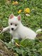 Chiots pomsky F3