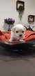Magnifiques Bichons Maltais