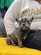 Bouledogue francais