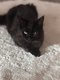 Maincoon Black polydactyl