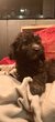Superbe portée de poochon