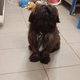 Chiot Shih Tzu femelle