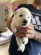 Chiots berger blanc suisse