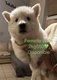 Chiots berger blanc suisse