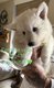 Chiots berger blanc suisse