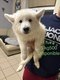 Chiots berger blanc suisse