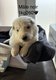Chiots berger blanc suisse