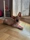 Magnifique femelle sphynx de 6 mois