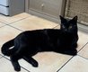 A donner - Chat noir calme et affecteux de 2 ans
