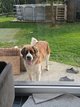 Saint-Bernard à vendre