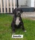 Chiots dogue allemand