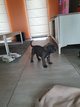 Chiots cane corso