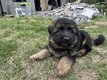 Chiot Berger Allemand poil long