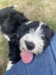 Terrier Tibétain