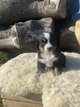 Bouvier bernois chiot