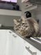 Chat de 6 ans à donner