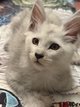 Maine Coon black Silver shaded PP