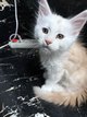 Maine Coon belle lignée
