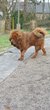 Femelle Dogue du Tibet