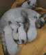 Magnifiques chatons siamois