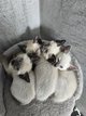 Magnifiques chatons siamois