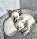 Magnifiques chatons siamois