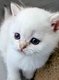 Chatons british shorthair point et golden