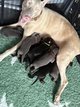 Doberman
