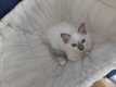 Chatons pour compagnie