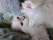 Chatons pour compagnie