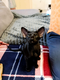 Chatons orientaux
