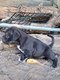 French Amstaff puppys